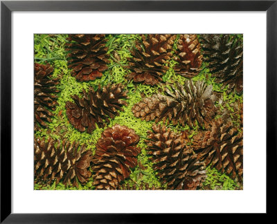 Giant Longleaf Pine Cones by Raymond Gehman Pricing Limited Edition Print image