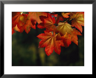 Vine Maple Leaves To Displaying Bright Autumn Colors by Melissa Farlow Pricing Limited Edition Print image