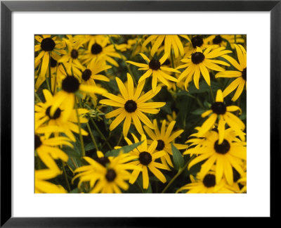 Group Of Black Eyed Susans Bloom In A Cluster by Taylor S. Kennedy Pricing Limited Edition Print image