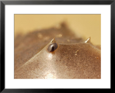 Close-Up Of The Multi-Faceted, Compound Eye Of A Horseshoe Crab by Darlyne A. Murawski Pricing Limited Edition Print image