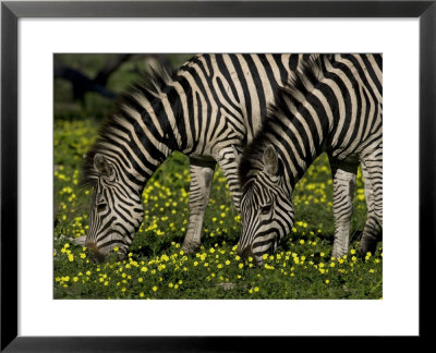 Two Common Or Burchell's Zebras Grazing Among Wildflowers, Mombo, Okavango Delta, Botswana by Beverly Joubert Pricing Limited Edition Print image