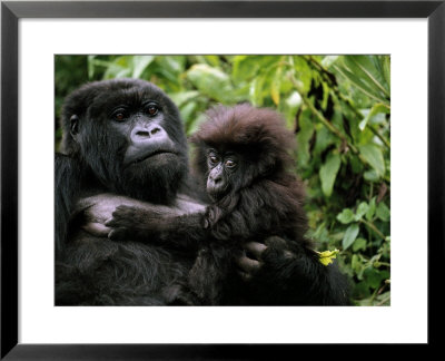 Female Mountain Gorilla And Her Child, Rwanda by Michael Nichols Pricing Limited Edition Print image