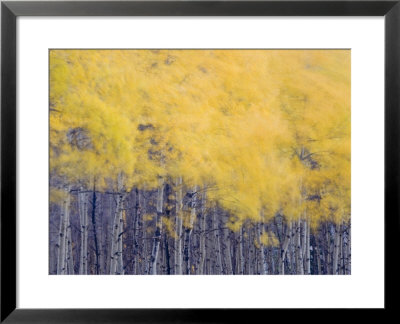 Fall Colors Of The Quaking Aspen Trees Along Lake Sherburne by Michael Melford Pricing Limited Edition Print image