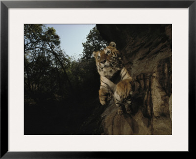 A Remote Camera Captures A Leaping Tiger by Michael Nichols Pricing Limited Edition Print image