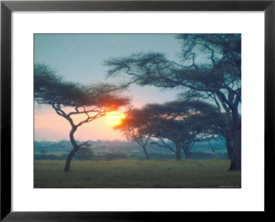 Tanganyika Thorn Trees Filtering Light From Sunset At Serengeti National Park by Loomis Dean Pricing Limited Edition Print image