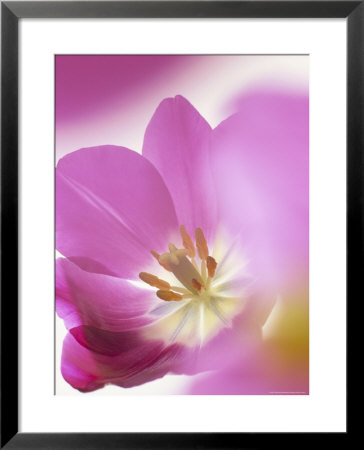 Studio Shot, Close-Up Of A Pink Tulip (Tulipa) Flower by Pearl Bucknall Pricing Limited Edition Print image
