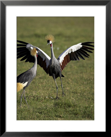 Grey Crowned Crane Dancing Next To Its Mate With Its Feet Off The Ground And Wings Spread by James Hager Pricing Limited Edition Print image