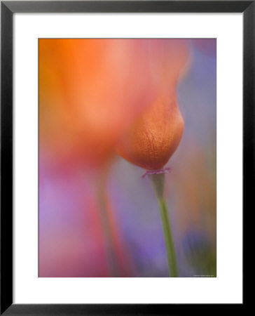 Abstract Of Poppies And Wildflowers, Antelope Valley, California, Usa by Ellen Anon Pricing Limited Edition Print image