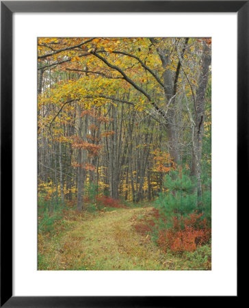 Tractor Road In The Woods On The Steele Farm, Kennebunkport, Maine, Usa by Jerry & Marcy Monkman Pricing Limited Edition Print image