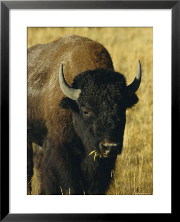 Bison, Yellowstone National Park, Wyoming, Usa by Roy Rainford Pricing Limited Edition Print image