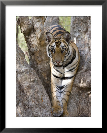 Indian Tiger (Bengal Tiger) (Panthera Tigris Tigris), Bandhavgarh National Park, India by Thorsten Milse Pricing Limited Edition Print image