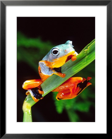 Blue Webbed Gliding Frog, Native To New Guinea by David Northcott Pricing Limited Edition Print image