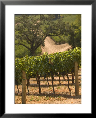 Hess Collection And Winery Vineyard View, Napa Valley, California by Walter Bibikow Pricing Limited Edition Print image