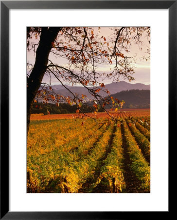 Autumn At Stelling Vineyard, Oakville, Napa Valley, Usa by Wes Walker Pricing Limited Edition Print image