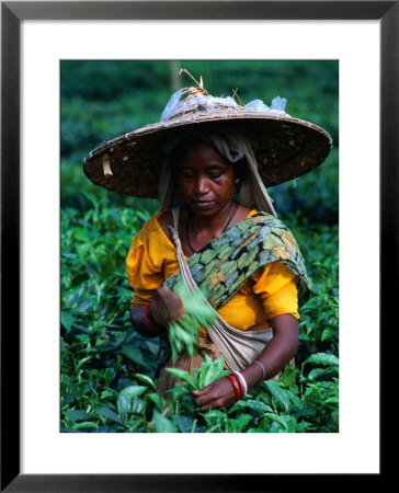 Tea Plucker Picks Leaves From Bush To Make Assam Tea, Guwahati, Assam, India by Greg Elms Pricing Limited Edition Print image