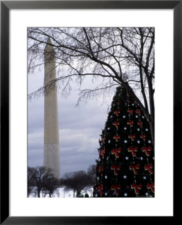 Christmas Tree On The Mall Of Downtown D.C., Washington, D.C. by Stacy Gold Pricing Limited Edition Print image