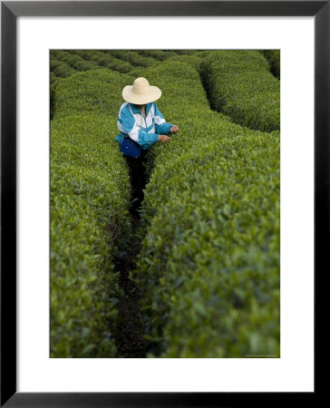 Woman Wearing Straw Hat Harvesting Tea Leaves In Shennongjia, China by David Evans Pricing Limited Edition Print image