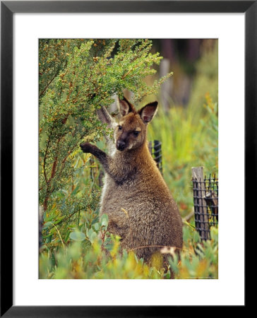Bennetts Wallaby Feeding On Vegetation In A Re-Vegetation Program by Jason Edwards Pricing Limited Edition Print image