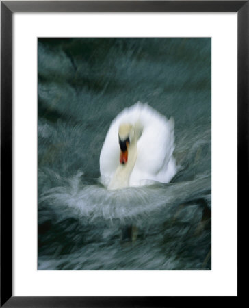 Time Exposure Of A Swan Swimming by Michael Melford Pricing Limited Edition Print image