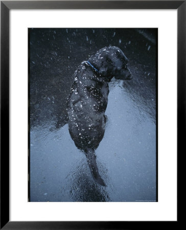 Black Lab Named Blackie Sits On Blacktop During A Snow Shower by Bill Curtsinger Pricing Limited Edition Print image