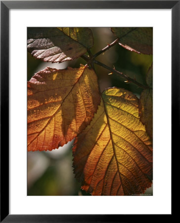 Close View Of Dew On Autumn Foliage by Marc Moritsch Pricing Limited Edition Print image
