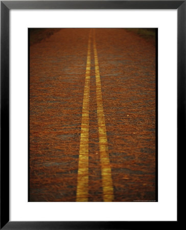 Long Leaf Pine Needles Littering A Park Road by Raymond Gehman Pricing Limited Edition Print image