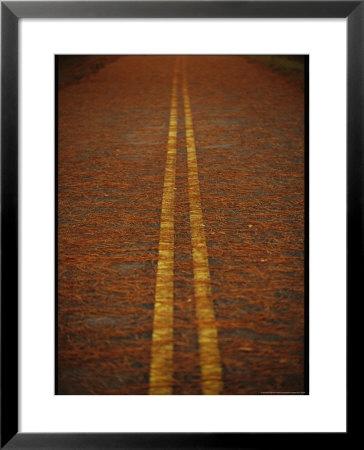 Long Leaf Pine Needles Littering A Park Road by Raymond Gehman Pricing Limited Edition Print image