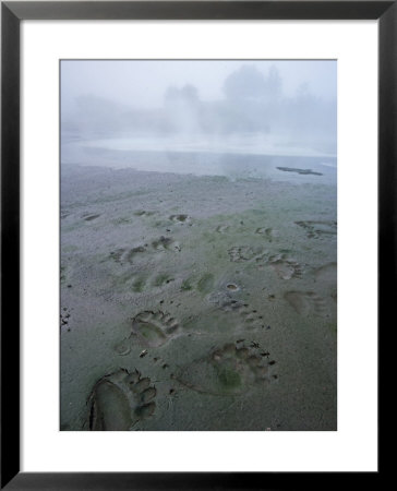 A Bird And A Brown Bear Left Prints In The Mud At A Hot Spring by Michael Melford Pricing Limited Edition Print image