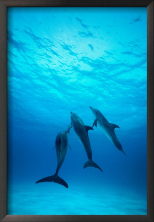 Atlantic Spotted Dolphins Underwater by Stuart Westmoreland Pricing Limited Edition Print image