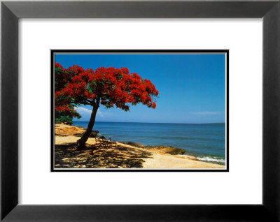 The Red Tree, Cuba by Angelo Cavalli Pricing Limited Edition Print image