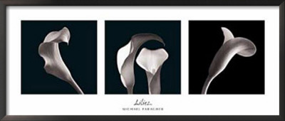 Lilies by Michael Faragher Pricing Limited Edition Print image