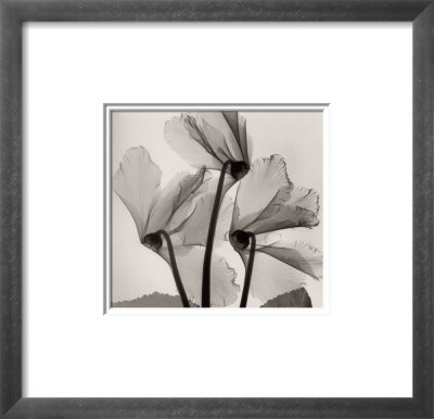 Cyclamen Study No.1 by Steven N. Meyers Pricing Limited Edition Print image