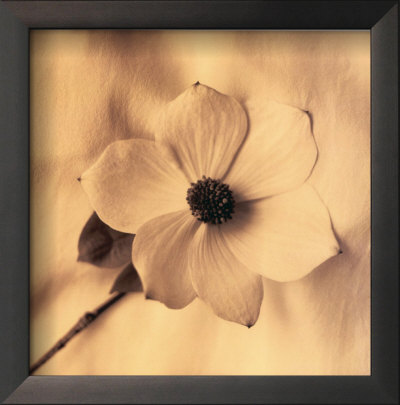 Sepia Dogwoods Iv by Heather Johnston Pricing Limited Edition Print image