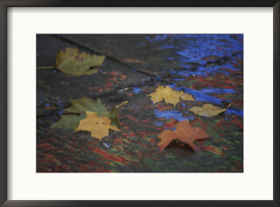Autumn Leaves On Rainy Wet Pavement Reflecting Neon Color In Abstract by Stephen St. John Pricing Limited Edition Print image