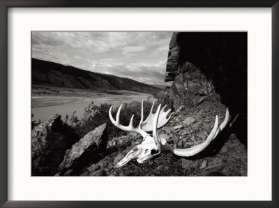 A Moose Skull Lays Along The Rocky Coast Of The Alsek River In Alaska by Barry Tessman Pricing Limited Edition Print image