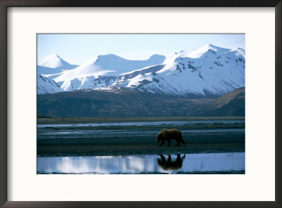 A Grizzly Bear Walks On A Mud Flat by Joel Sartore Pricing Limited Edition Print image