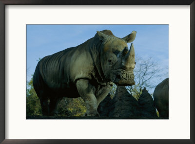 A Southern White Rhino At The San Diego Wild Animal Park by Michael Nichols Pricing Limited Edition Print image