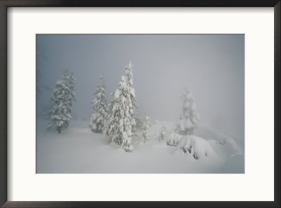 A Heavy Blanket Of Snow And Fog Cover A Group Of Pine Trees by Norbert Rosing Pricing Limited Edition Print image