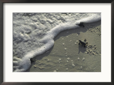 A Tiny Turtle Hatchling Heads For The Surf by Kenneth Garrett Pricing Limited Edition Print image