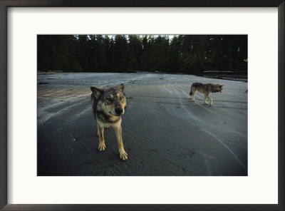 Gray Wolves, Clayoquot Sound, Vancouver Island by Joel Sartore Pricing Limited Edition Print image