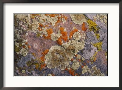 Colorful Lichen Covers A Rock Surface by George F. Mobley Pricing Limited Edition Print image