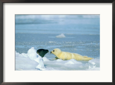 A Newborn Harp Seal Pup In Yellowcoat Sniffs Another Grown Harp Seal by Norbert Rosing Pricing Limited Edition Print image