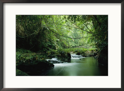 A Woodland Stream Winding Through A Burmese Jungle by Steve Winter Pricing Limited Edition Print image