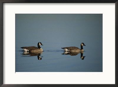 Pair Of Canada Geese (Branta Canadensis) by Raymond Gehman Pricing Limited Edition Print image