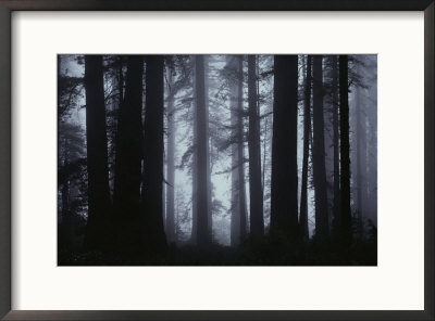 Morning Fog Envelopes Giant Redwood Trees by James P. Blair Pricing Limited Edition Print image