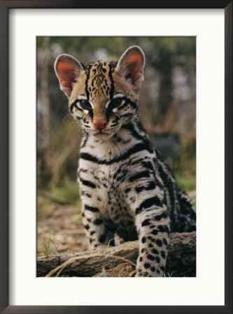 A Captive Ocelot by Roy Toft Pricing Limited Edition Print image