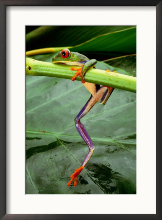 Close View Of A Red-Eyed Tree Frog (Agalychnis Callidryas) Climbing Onto A Leaf In Costa Rica by Steve Winter Pricing Limited Edition Print image