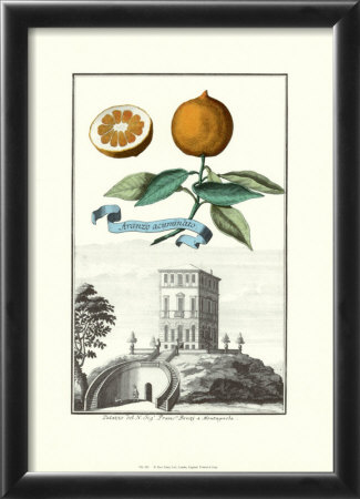 Aranzo Acum. by Johann Christof Volckamer Pricing Limited Edition Print image