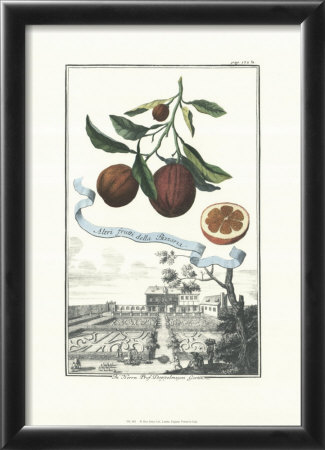 Altri Frutta by Johann Christof Volckamer Pricing Limited Edition Print image