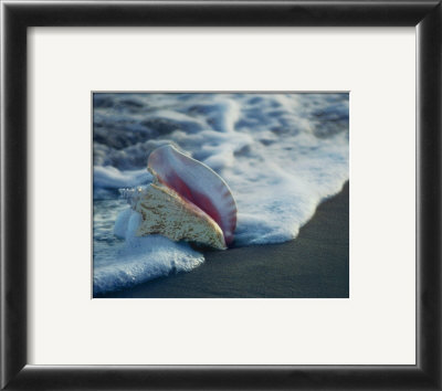 Conch In Surf by Ruth Burke Pricing Limited Edition Print image